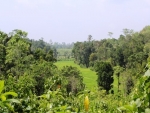 Elevated land overlooking rice paddy WI 42
