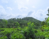 Tea Plantation In Waduraba GI 160