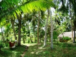 Coconut Island near Galle GI-32